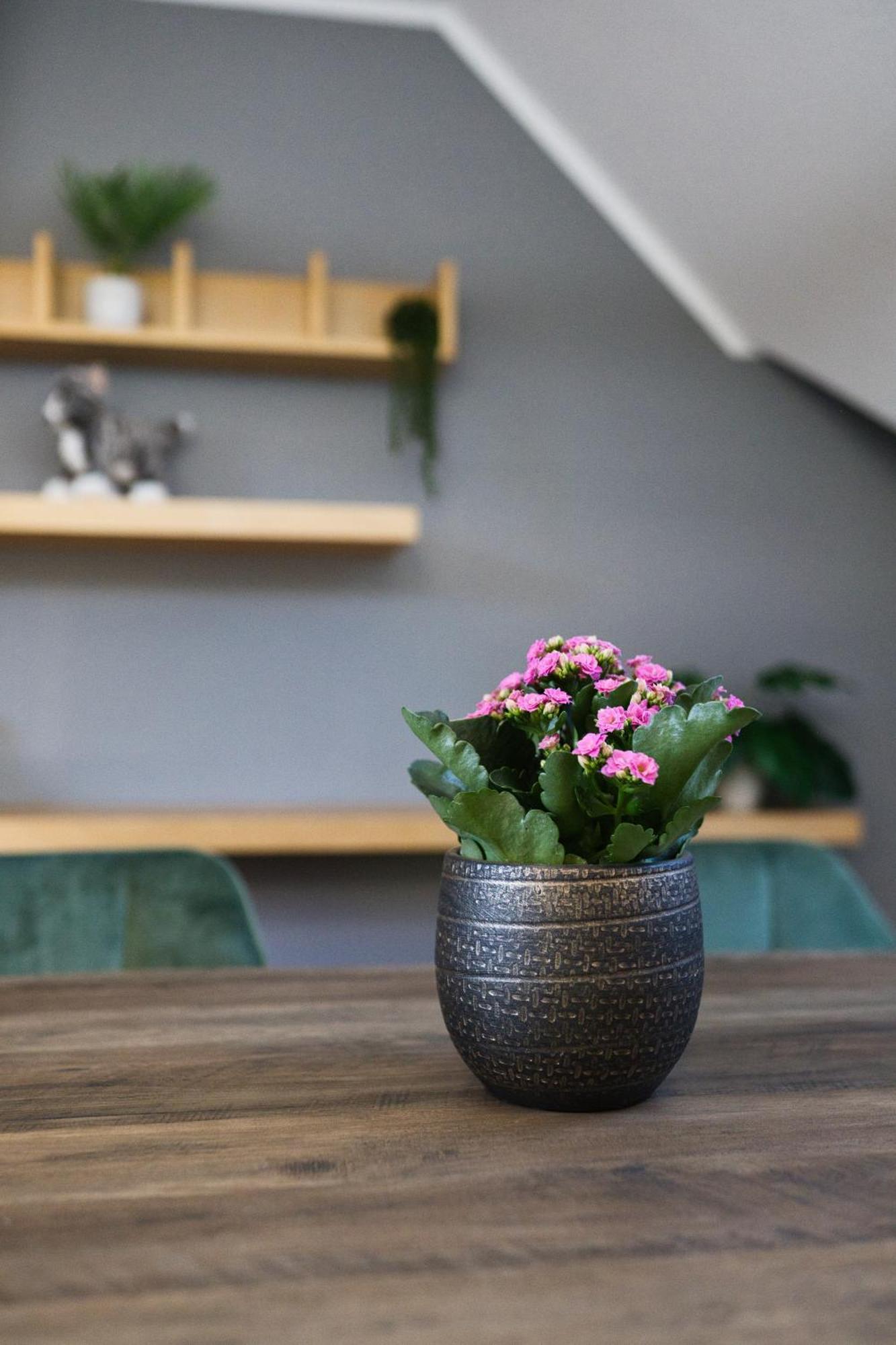 Dresdenstay 3 Schlafzimmer 2 Baeder Balkon Kamin Ps4 Apartment Dresden